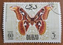 [Butteflies, jenis GL]