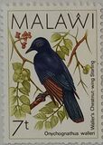 [Birds, type PW]