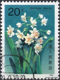 [Narcissi, type CJZ]