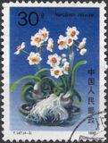 [Narcissi, type CKA]