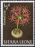 [Flowers, tyyppi BR]