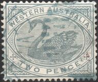 [Black Swan - New Designs, type L]