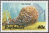 [Marine Life, type RR]