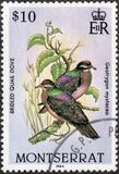 [Birds, نوع OV]