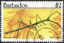 [Insects, type WZ]