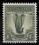 [Superb Lyrebird, Typ N]