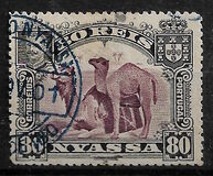 [Dromedary Camels, type D1]