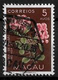 [Indigenous Flowers, Tipi CK]