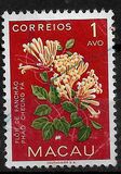 [Indigenous Flowers, Tipi CI]