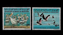 [Birds of Banc d'Arguin National Park, Вид VJ]