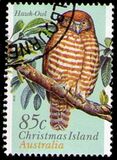 [Christmas Island Land Birds, տեսակ OQ]