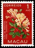 [Indigenous Flowers, type CI]