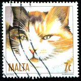 [Cats, Tip AOO]