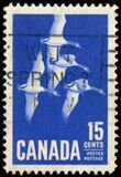 [Canada Geese, տեսակ JI]