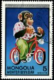 [Mongolian Circus, type AAI]