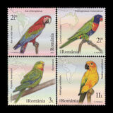 [Birds - Parrots, Typ LVL]