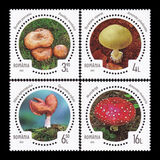 [Inedible Mushrooms, Вид LOI]