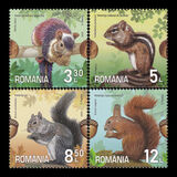 [Fauna - Squirrels, type LCA]