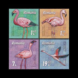 [Birds - Flamingos, type LJR]