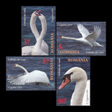 [The Danube Delta - Swans, type LDQ]