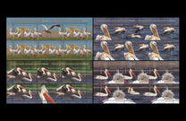 [Protected Wildlife in Romanian Reserves - Pelicans, タイプ JZA]