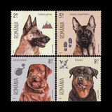 [Intelligent Dogs, Tipo KBE]