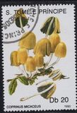 [Fungi, tyyppi ABD]