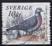 [Doves and Pigeons, type BTI]