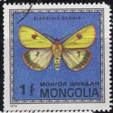 [Butterflies, type ADD]