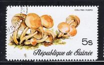[Fungi, タイプ RH]