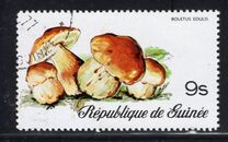 [Fungi, タイプ RJ]