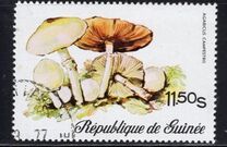 [Fungi, タイプ RL]