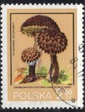 [Protected Poisonous Mushrooms, タイプ CHX]
