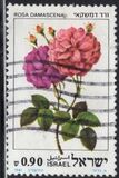 [Roses, Вид AET]