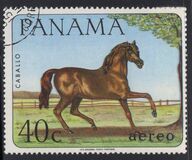 [Domestic Animals, type TS]