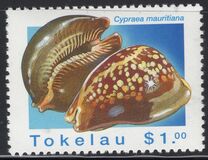 [Sea Shells, type IF]