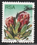 [Flora - Protea Plants, type PS]