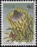 [Flora - Protea Plants, type PJ]