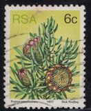 [Flora - Protea Plants, type PL]