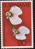 [Surinam Orchids, type AHN]