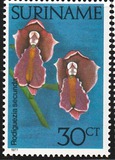 [Surinam Orchids, type AHO]