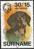 [Child Welfare - Pet Dogs, type AHF]