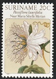 [Flower Drawings by Maria Sibylle Merian, Tipe AOG]