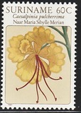[Flower Drawings by Maria Sibylle Merian, Tipe AOI]