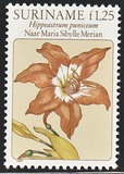 [Flower Drawings by Maria Sibylle Merian, Tipe AOK]
