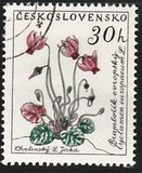 [Flowers, type ZF]