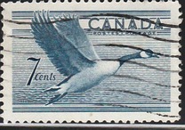 [Birds - Canada Goose, type GD]