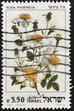 [Roses, type AEU]