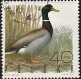 [Bird Game, 유형 BGU]