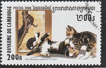 [Cats, tyyppi BVO]